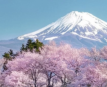 Sakura Collection